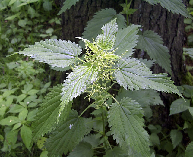 Foraging With Herbalist Amelia South - July 27th - Litchfield, CT